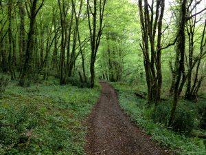 Circuit de l’aire naturelle de l’étang de la Brèche – 1/2 j ou 1 j avec pique-nique