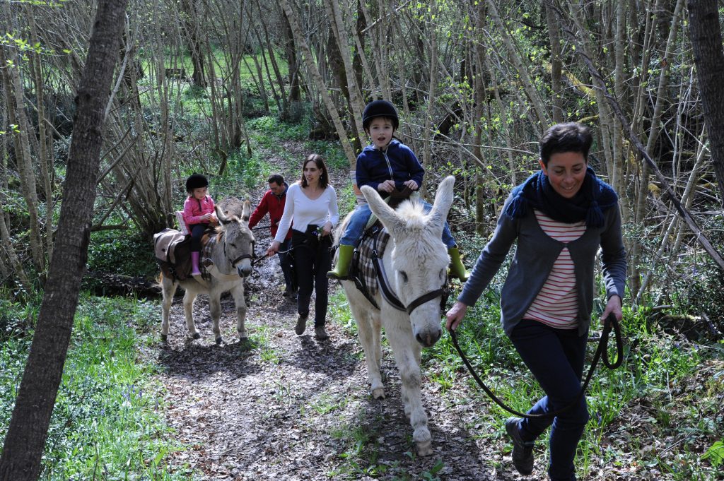 famille âne et forêt