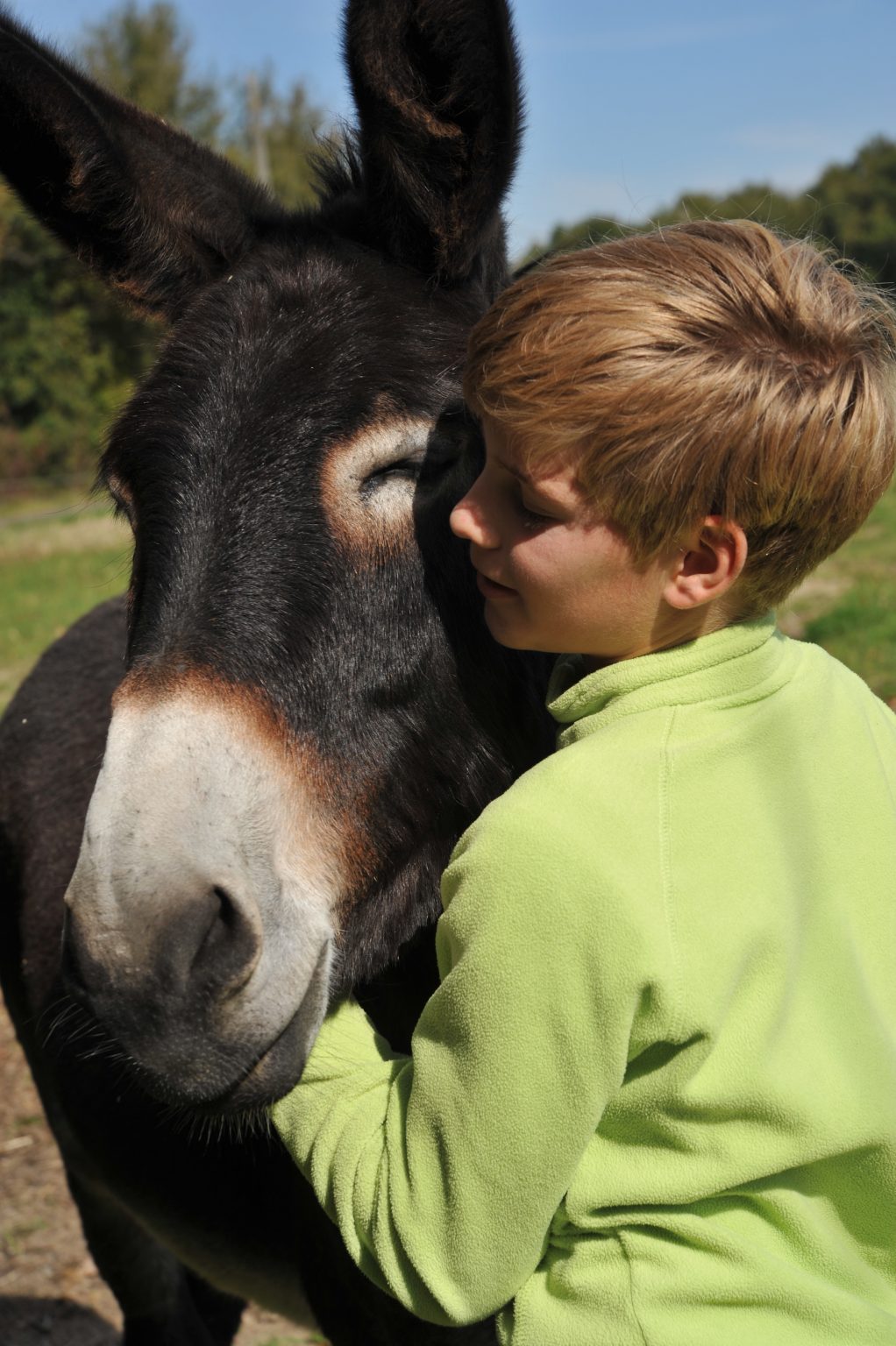 câlin âne et enfant