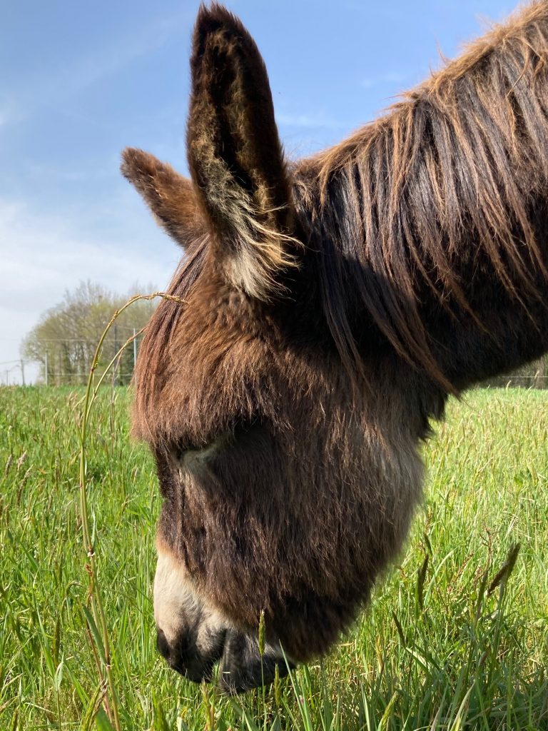 POLUX est âgé de 8 ans. Il est arrivé chez nous en décembre 2016 et a très vite trouvé ses marques. Capable de partir en randonnée avec bât et sacoches sur le dos, Polux est un petit âne avec du tempérament, malicieux, très intelligent et qui n’a peur de rien ! Il voue une passion aux tracteurs dont il aime s’approcher quand il y a ravitaillement de foin ! D’un rythme tranquille il convient aux jeunes enfants qui souhaitent le tenir en longe durant la randonnée (sous la surveillance d’un adulte). Mais ne vous y fiez pas, sous son air de peluche se cache un sacré tempérament ! Pour manger de l’herbe ou de l’avoine durant les balades,  il a développé une panoplie de stratagèmes… ;)