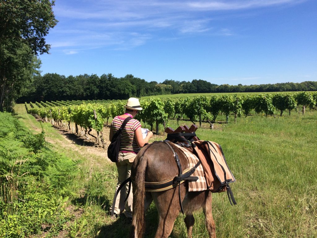 paysage vignes