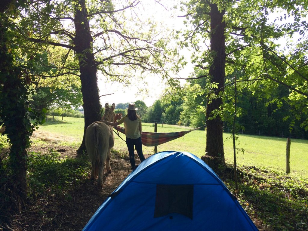 Bivouac et ane