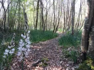 Circuit de la Saintonge Boisée – 1/2 journée ou journée