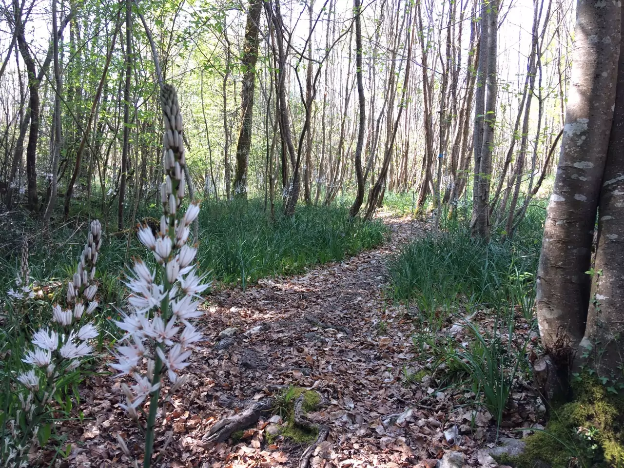 Circuit de la Saintonge Boisée - 1/2 journée ou journée