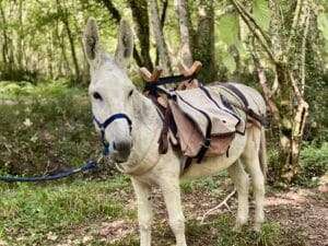 Jeu de piste  » Kirikou et les trésors cachés de la forêt  » – petite 1/2 journée