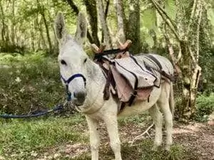 Jeu de piste &nbsp;&raquo; Kirikou et les tr&eacute;sors cach&eacute;s de la for&ecirc;t &nbsp;&raquo; &ndash; petite 1/2 journ&eacute;e