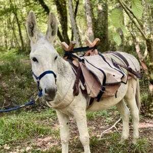 Jeu de piste " Kirikou et les trésors cachés de la forêt " - petite 1/2 journée