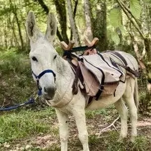 Jeu de piste " Kirikou et les tr&eacute;sors cach&eacute;s de la for&ecirc;t " - petite 1/2 journ&eacute;e