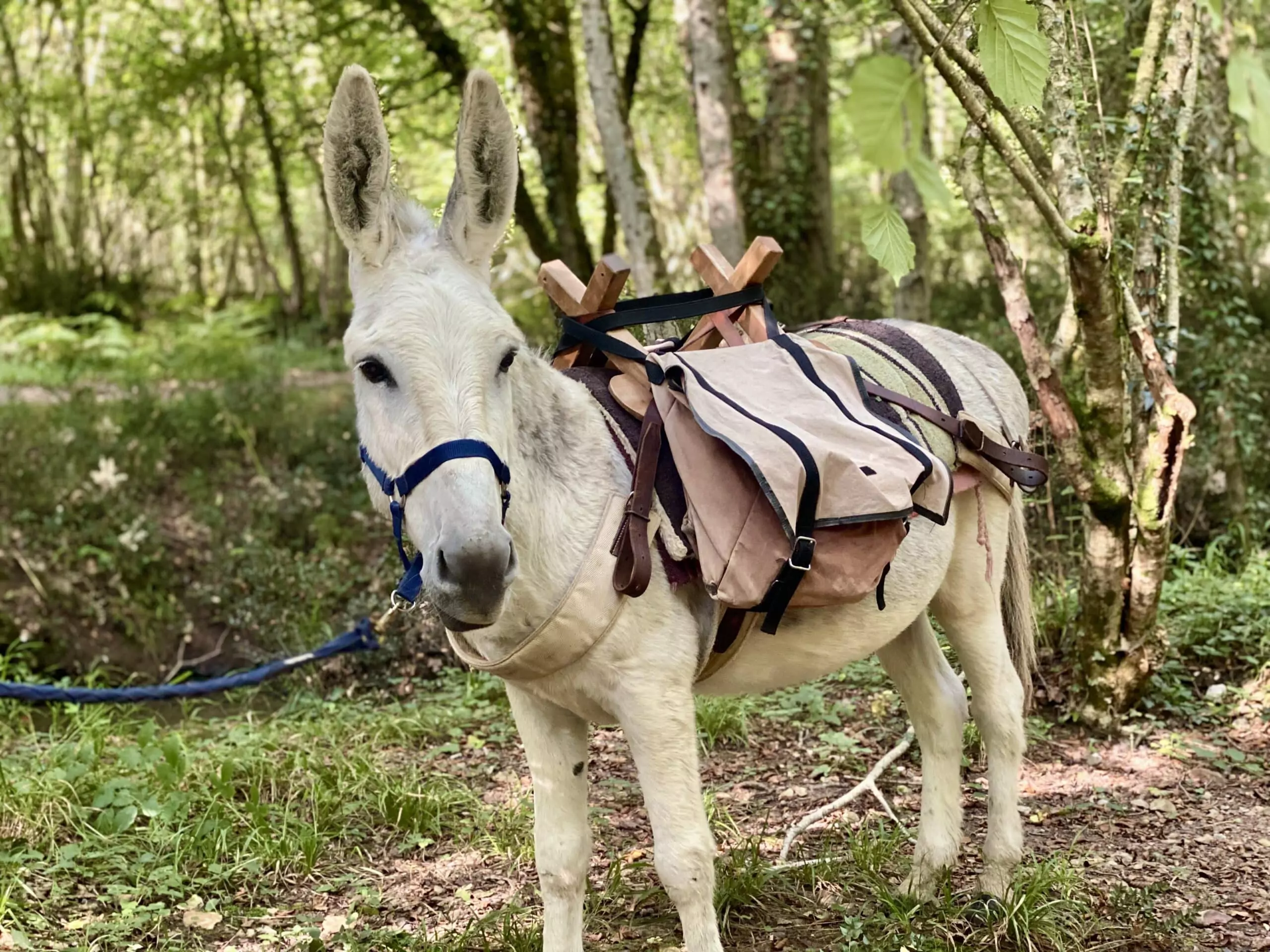 Jeu de piste " Kirikou et les trésors cachés de la forêt " - petite 1/2 journée